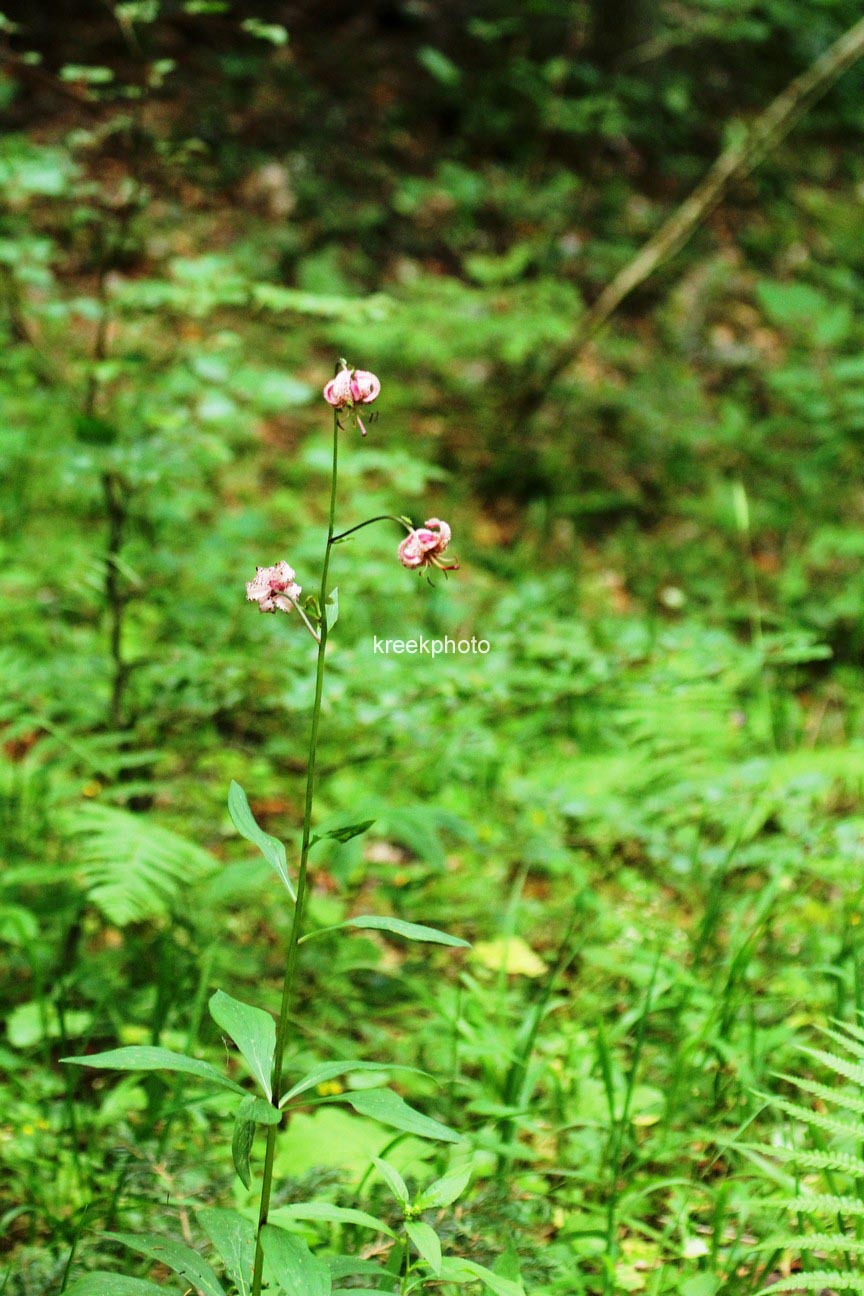 Lilium martagon