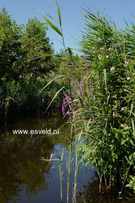 Lythrum salicaria
