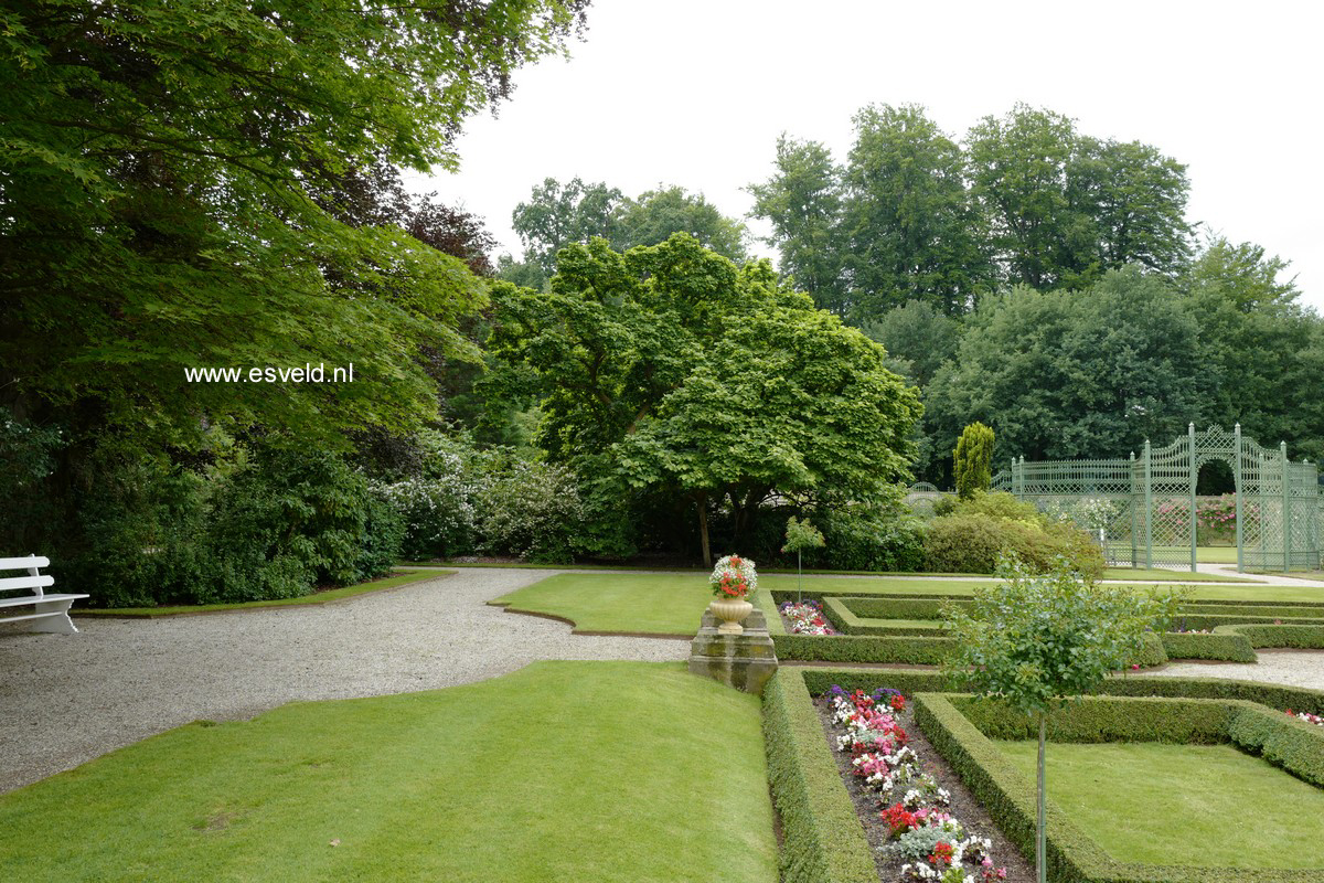 Magnolia soulangeana