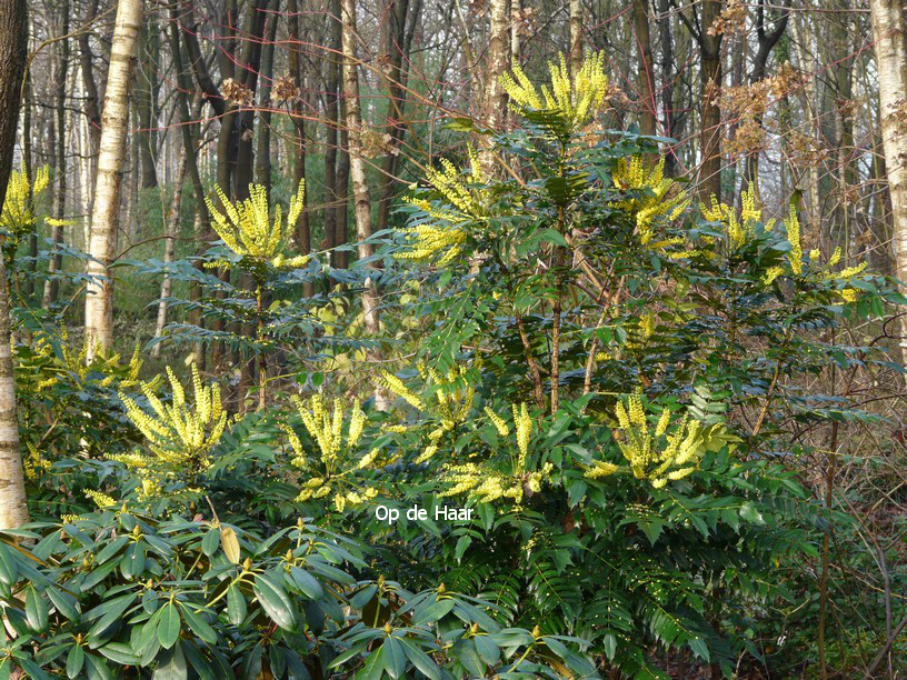 Mahonia media 'Winter Sun'