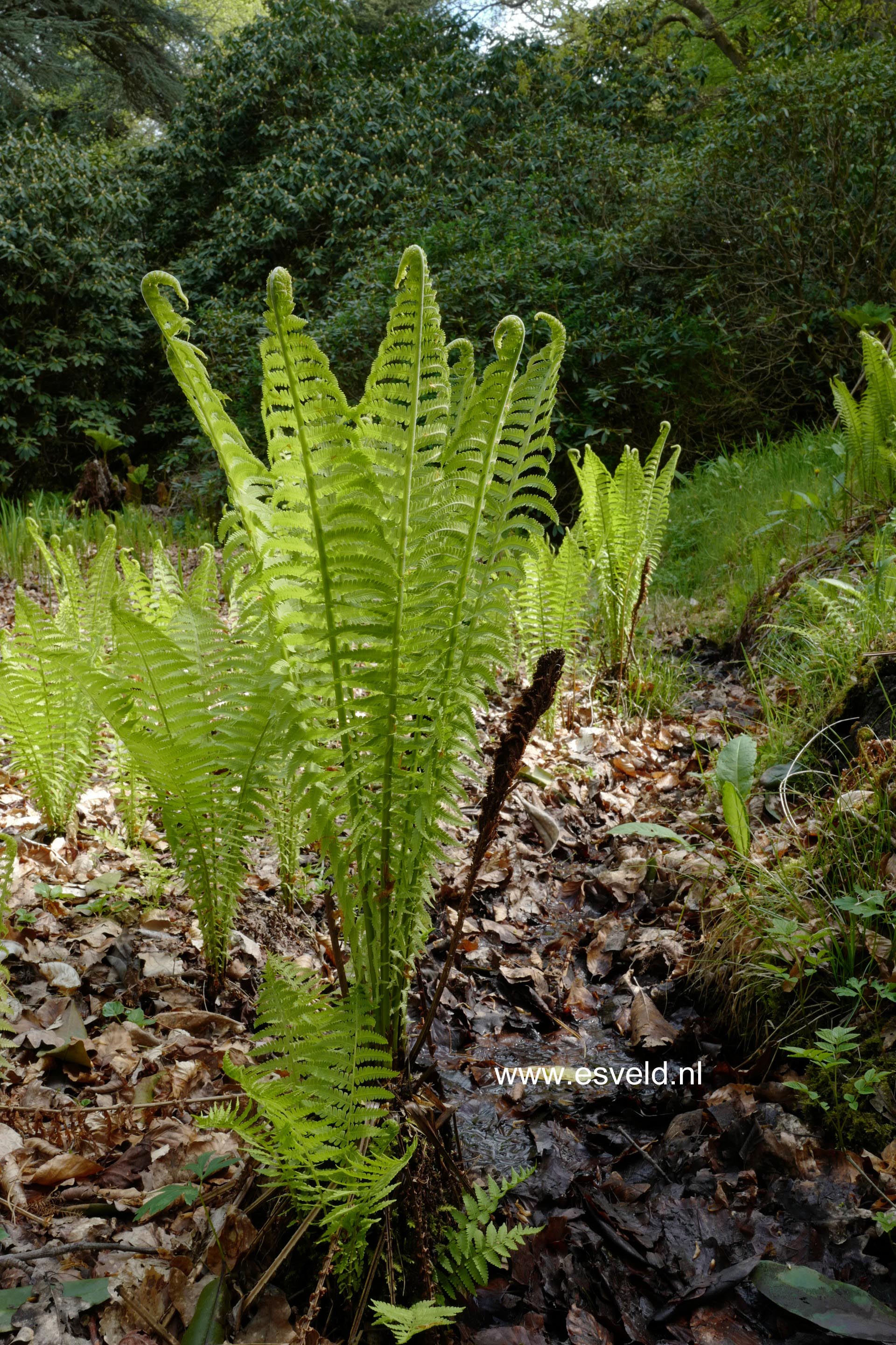 Matteuccia struthiopteris