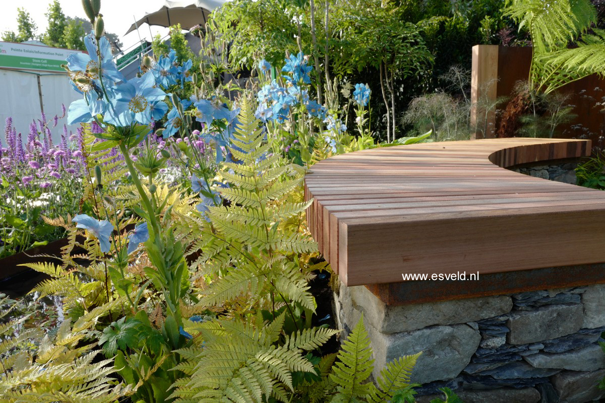 Meconopsis betonicifolia