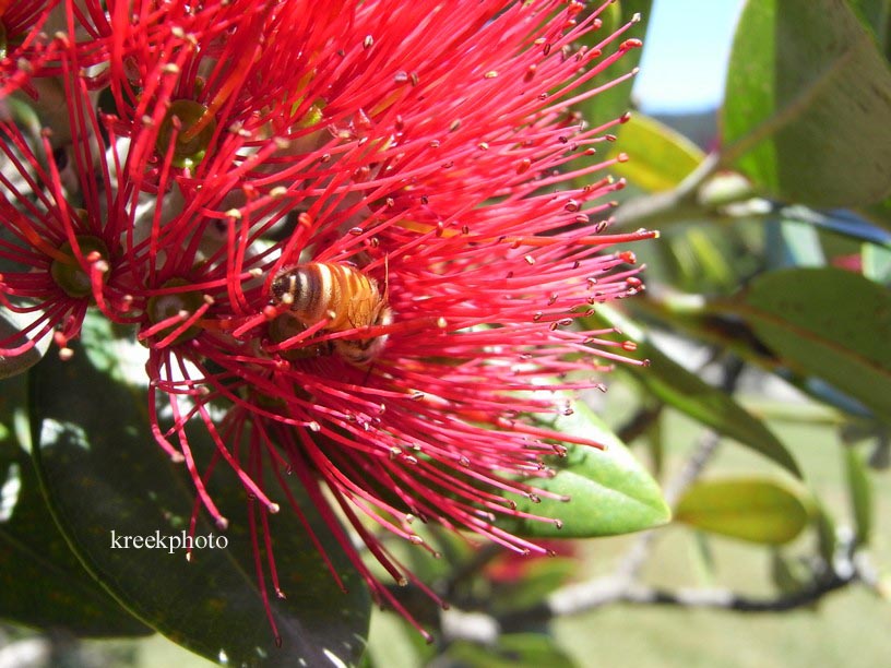 Metrosideros excelsa
