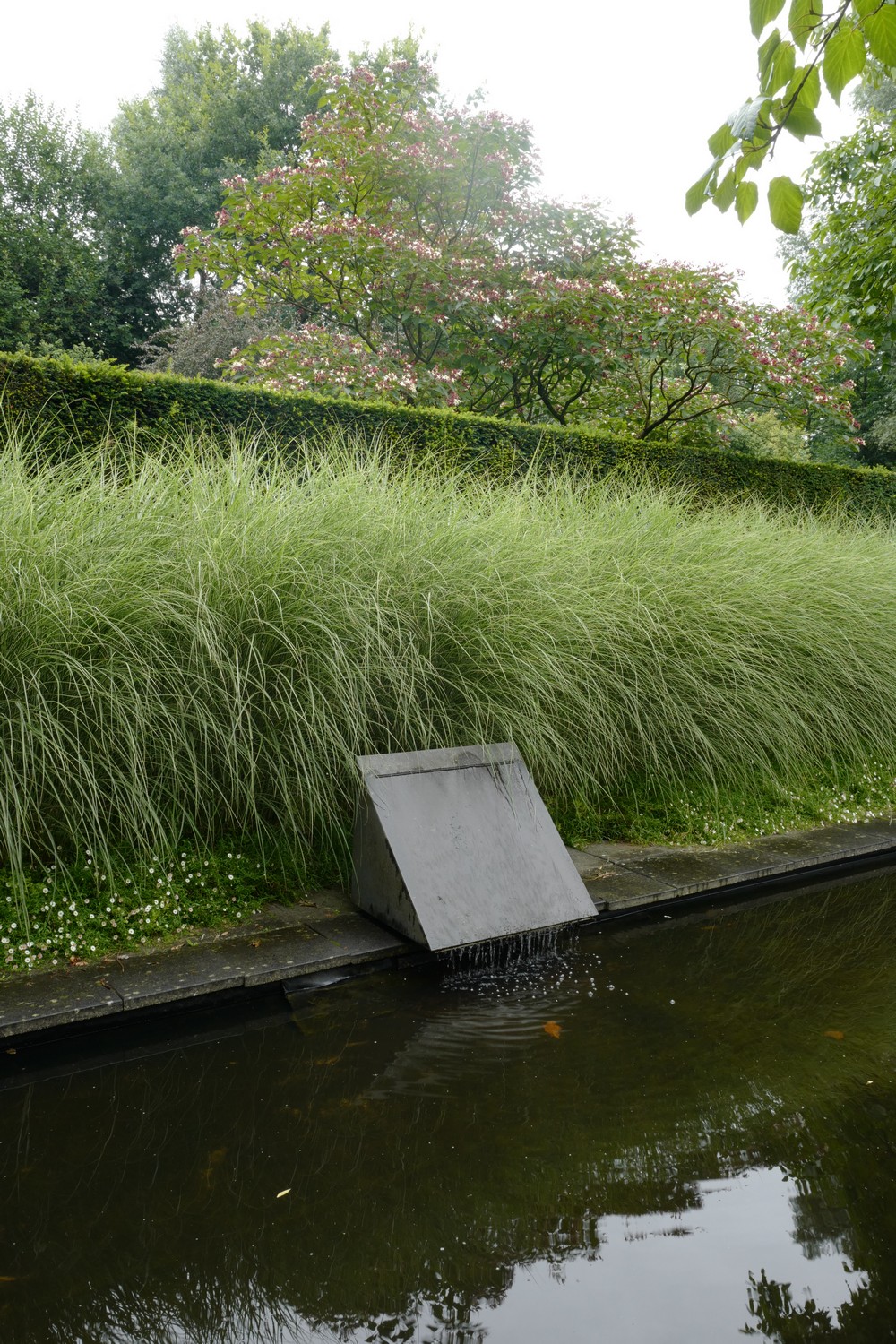 Miscanthus sinensis 'Morning Light'