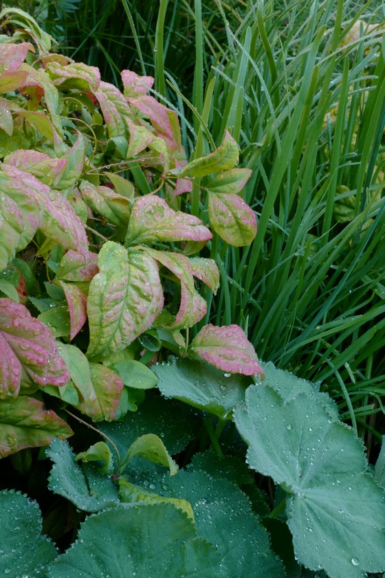 Nandina domestica 'Fire Power'