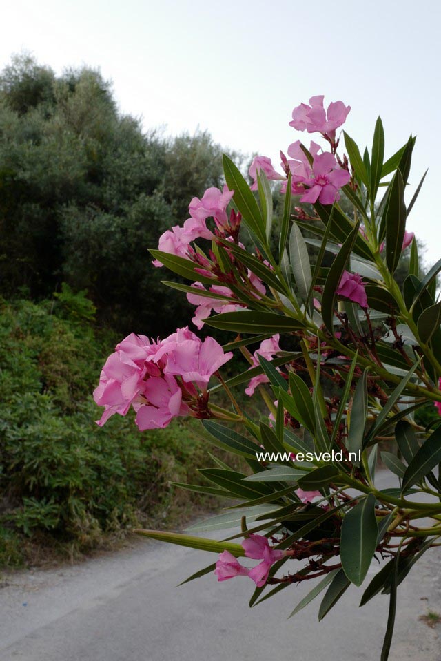 Nerium oleander