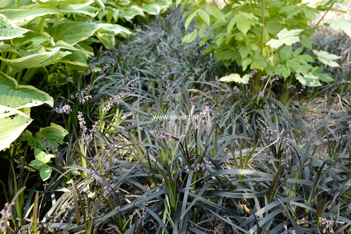 Ophiopogon planiscapus 'Niger'