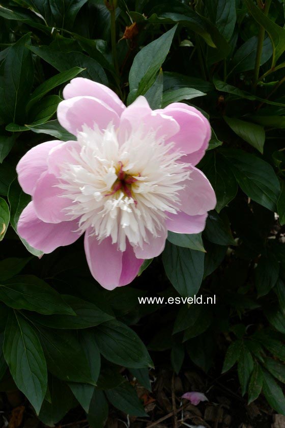 Paeonia 'Bowl of Beauty'