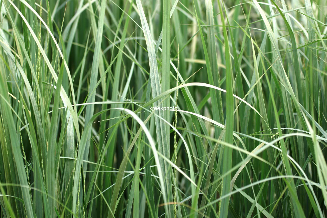 Panicum virgatum 'Northwind'