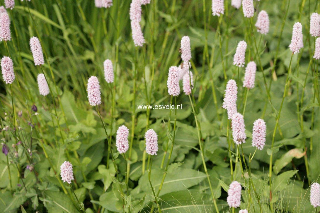 Persicaria bistorta
