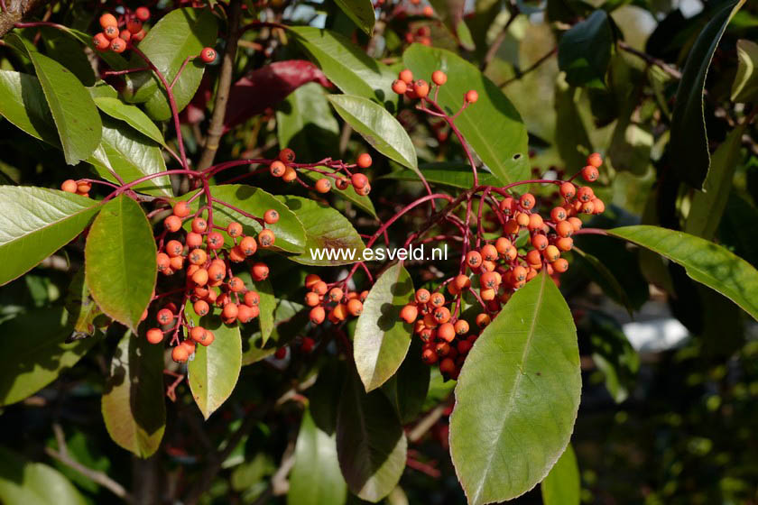 Photinia fraseri 'Red Robin'