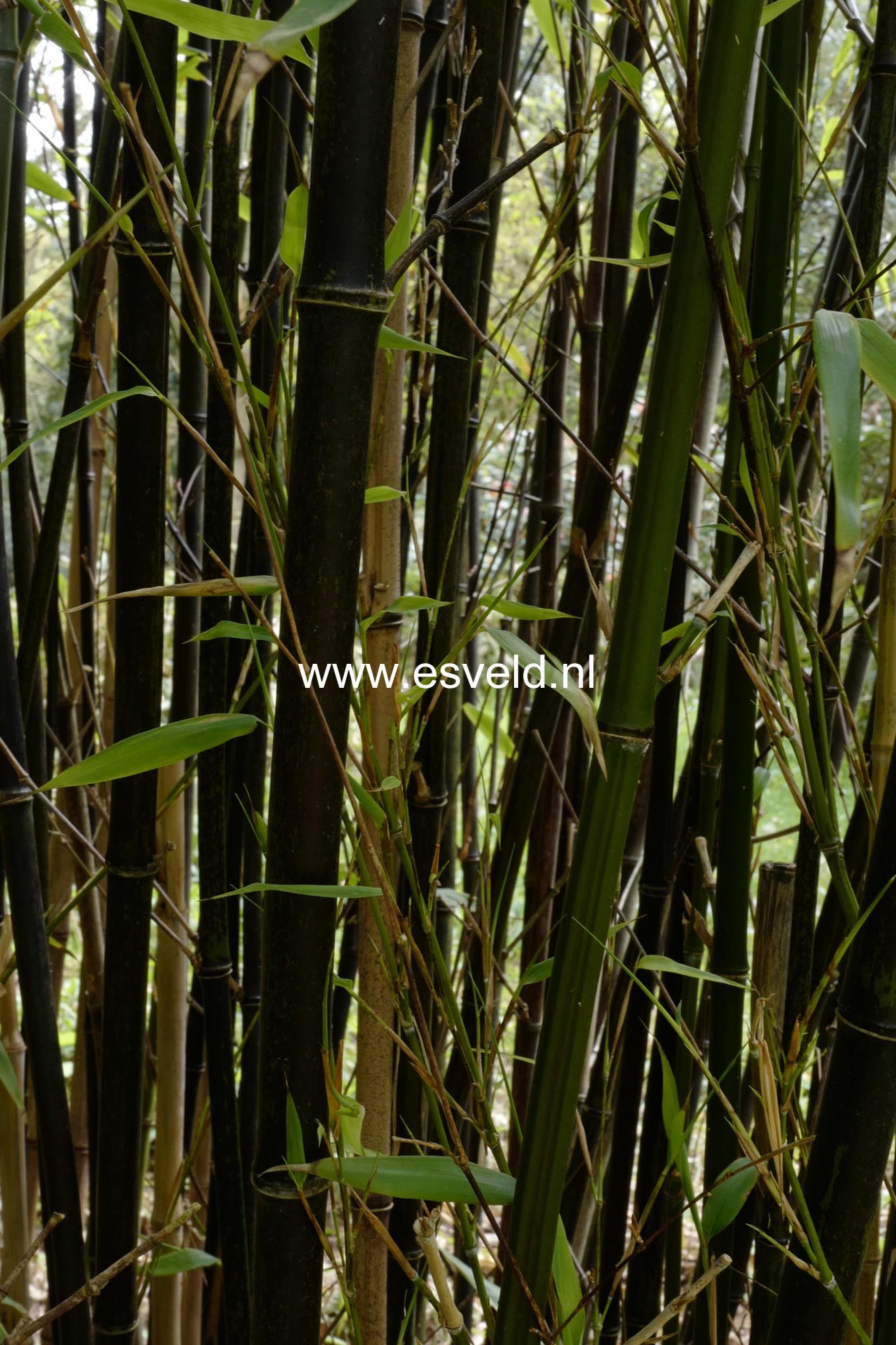 Phyllostachys nigra