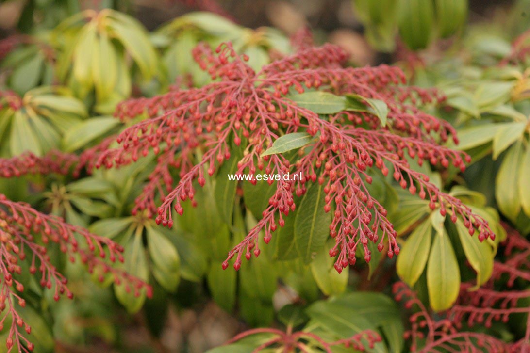 Pieris japonica 'Katsura'
