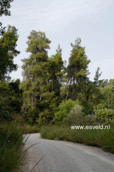 Pinus halepensis