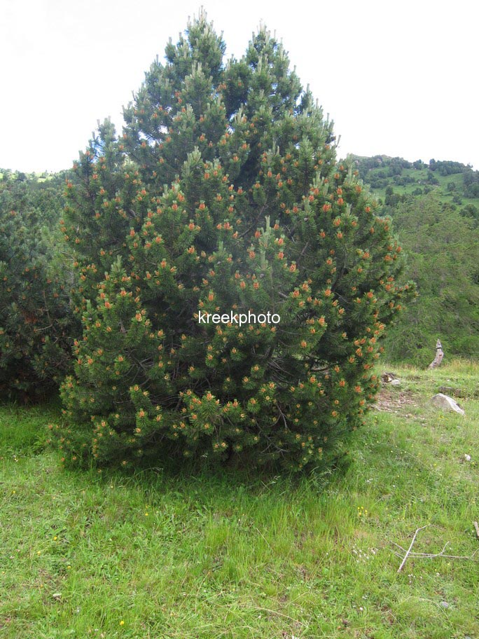 Pinus mugo subsp. uncinata