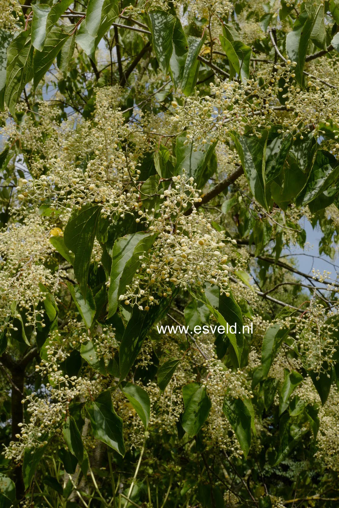 Poliothyrsis sinensis