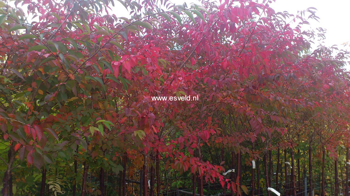 Prunus nipponica 'Felice'