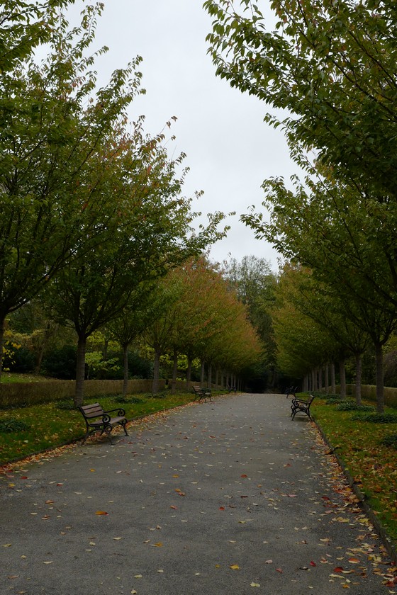 Prunus serrulata 'Kanzan'