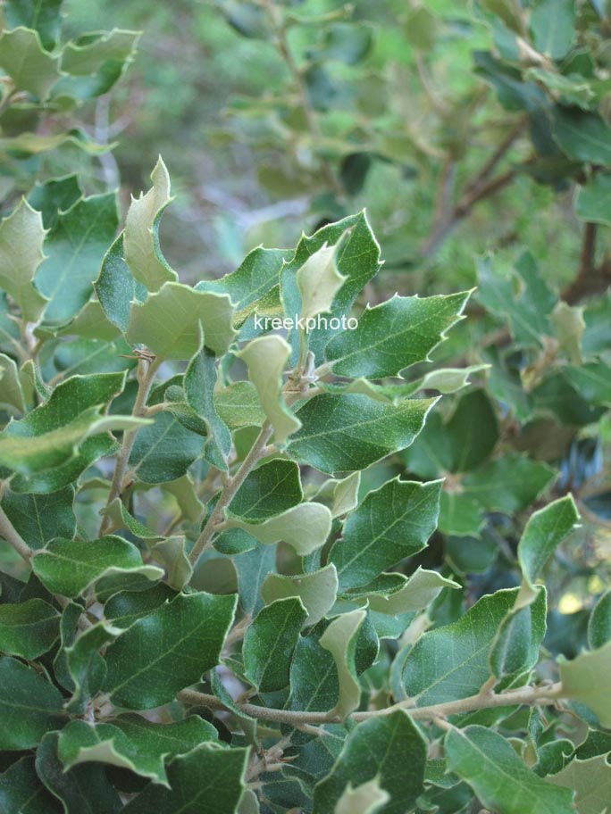 Quercus ilex