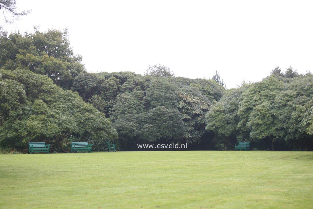 Rhododendron arboreum