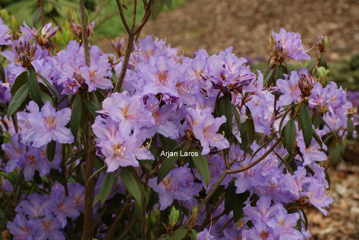 Rhododendron augustinii