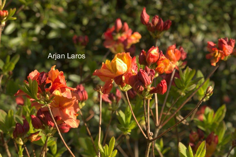 Rhododendron calendulaceum