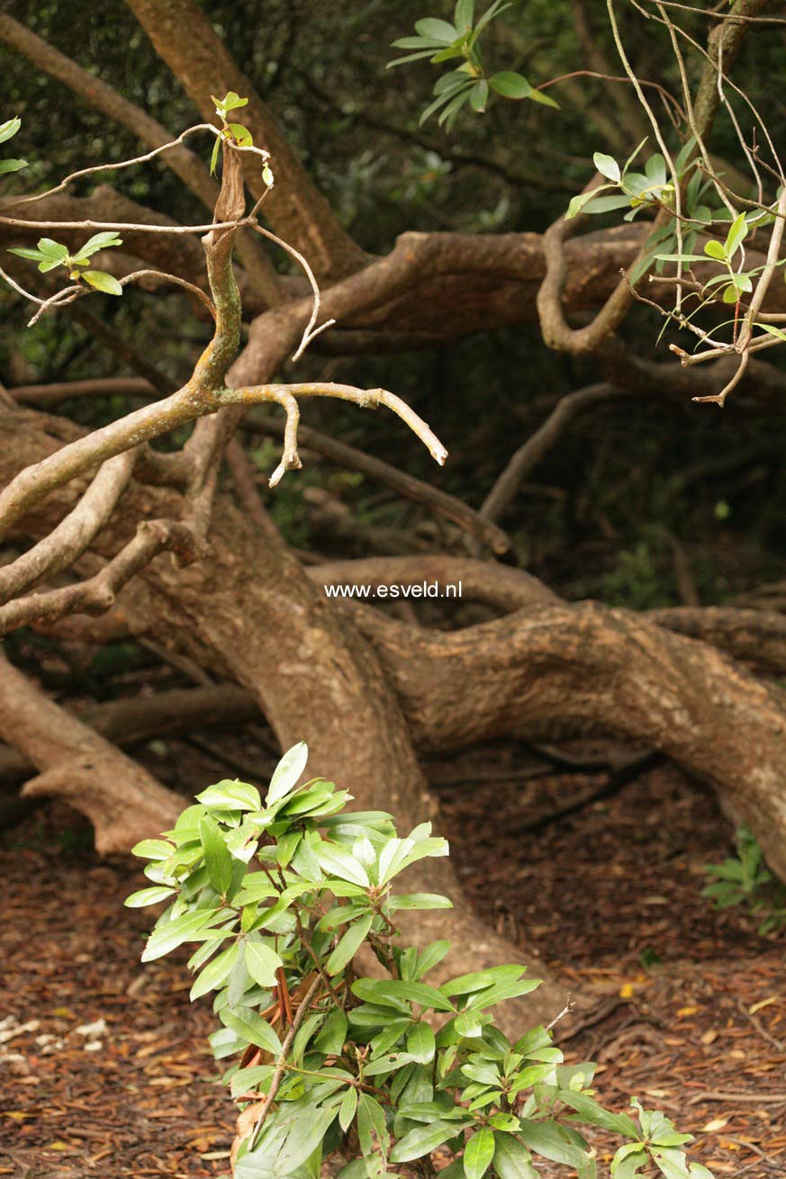 Rhododendron ponticum