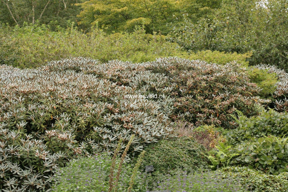 Rhododendron yakushimanum