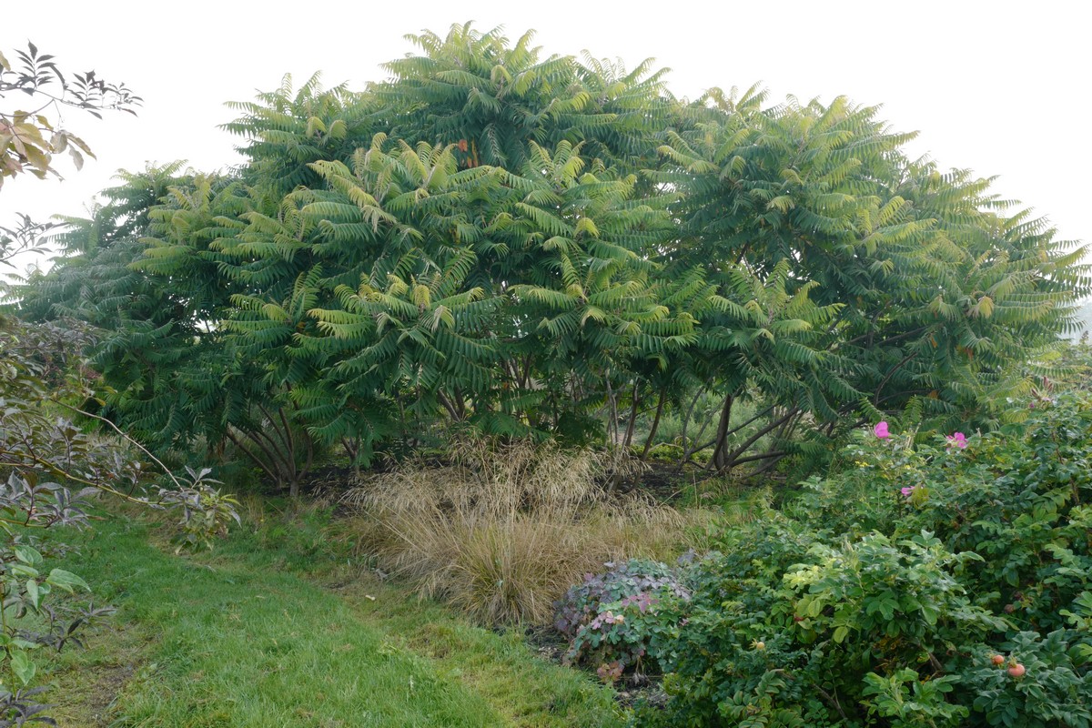 Rhus typhina