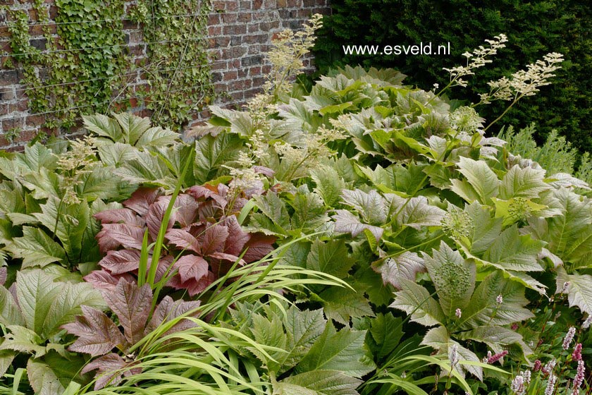 Rodgersia podophylla