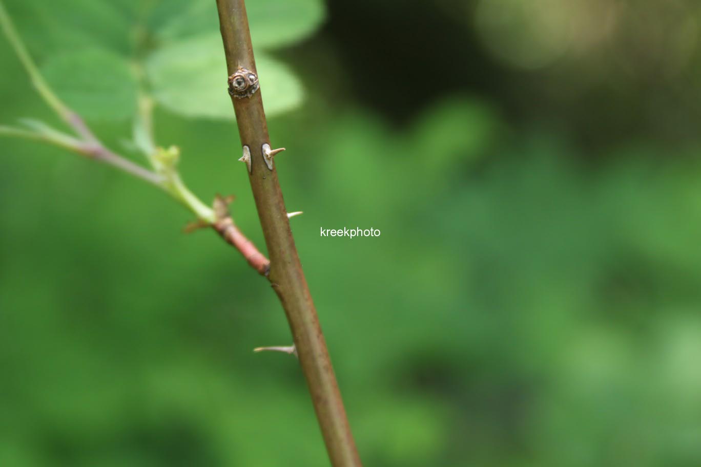 Rosa pendulina