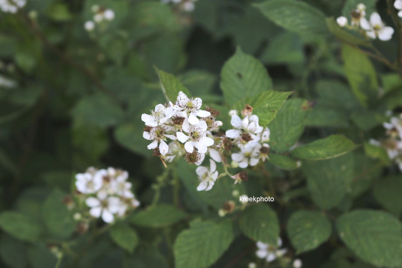 Rubus fruticosus