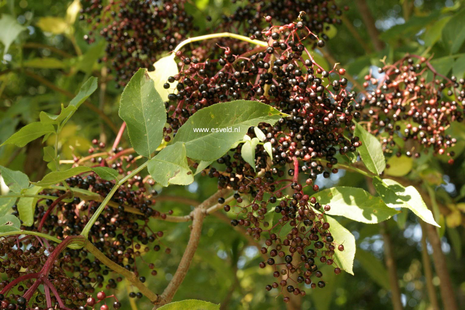 Sambucus nigra