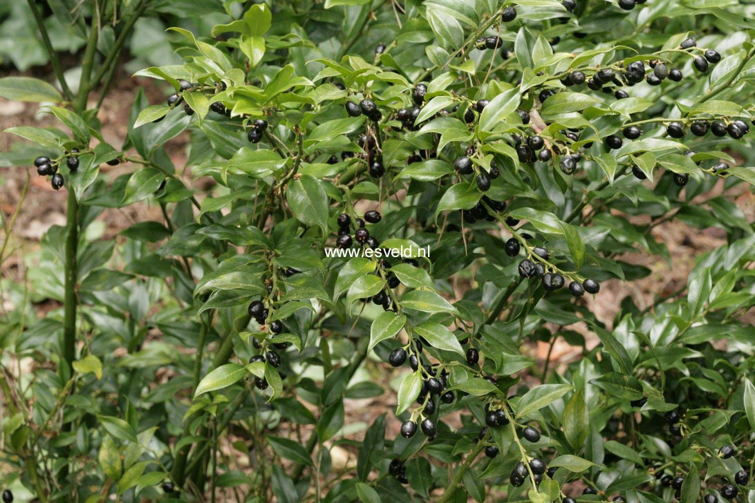 Sarcococca confusa