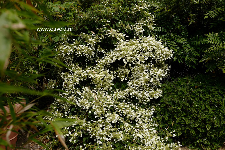Schizophragma hydrangeoides