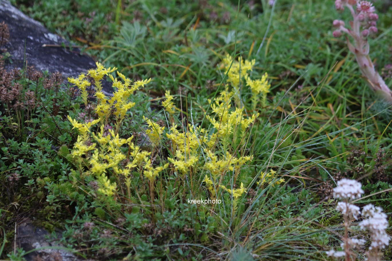 Sedum acre
