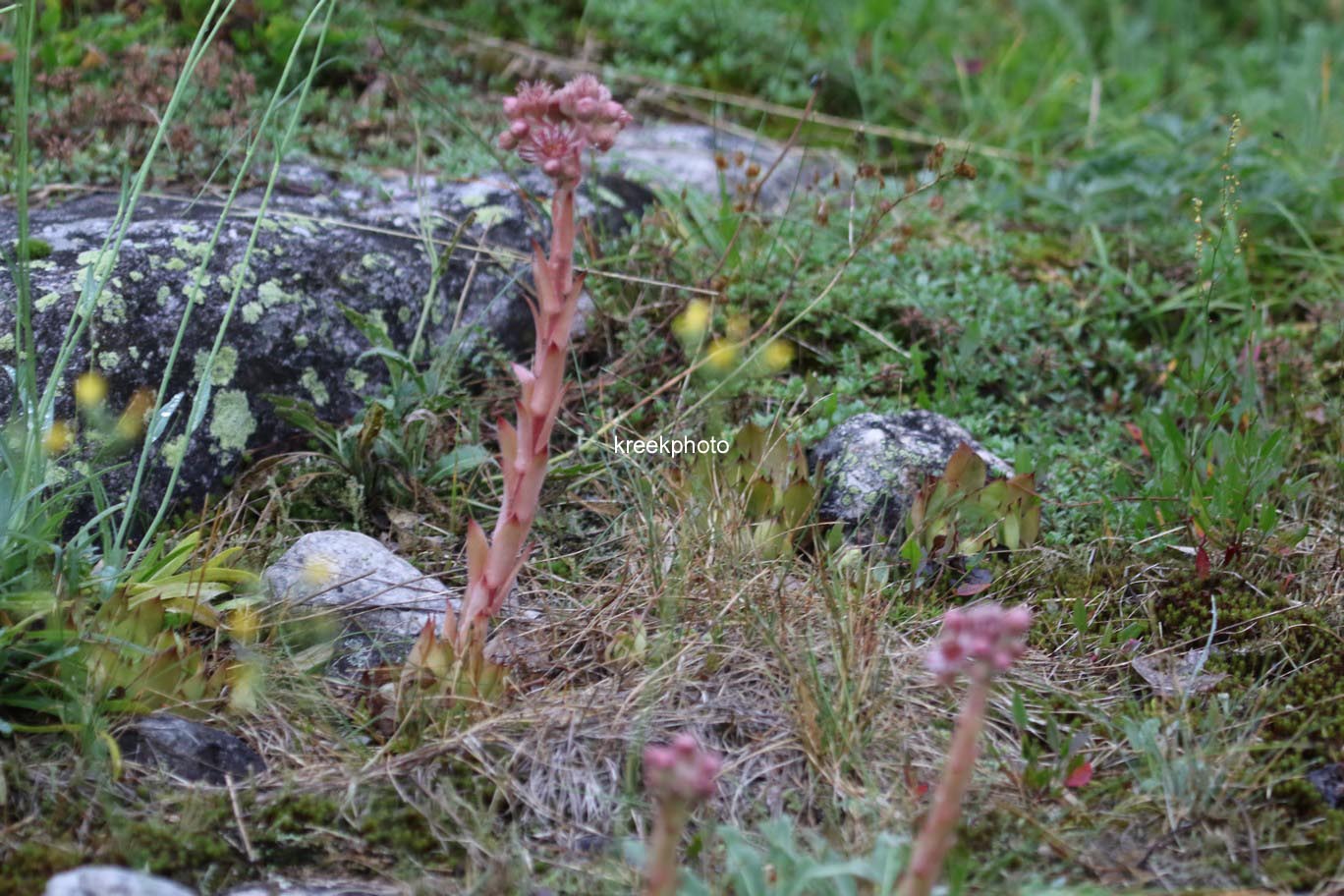 Sempervivum tectorum