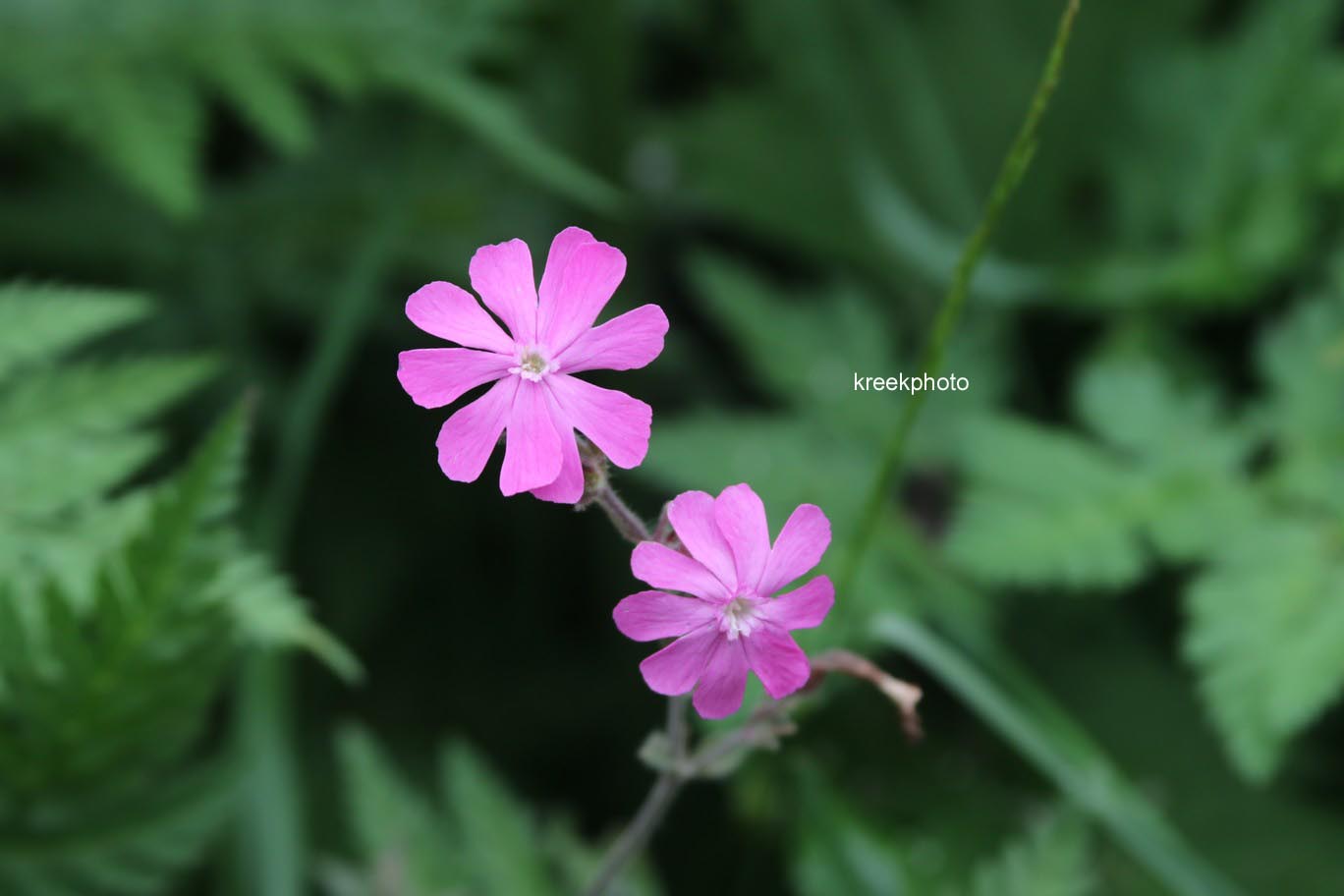Silene dioica