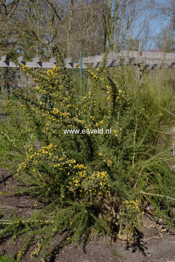Ulex europaeus