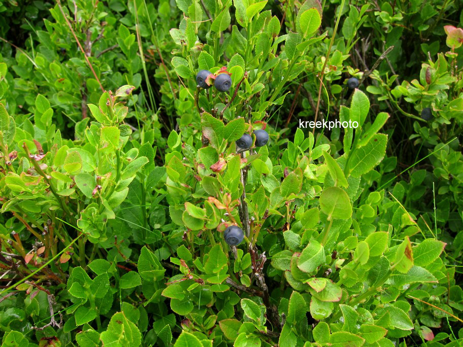 Vaccinium myrtillus