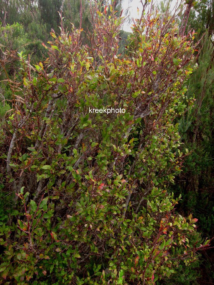 Vaccinium padifolium