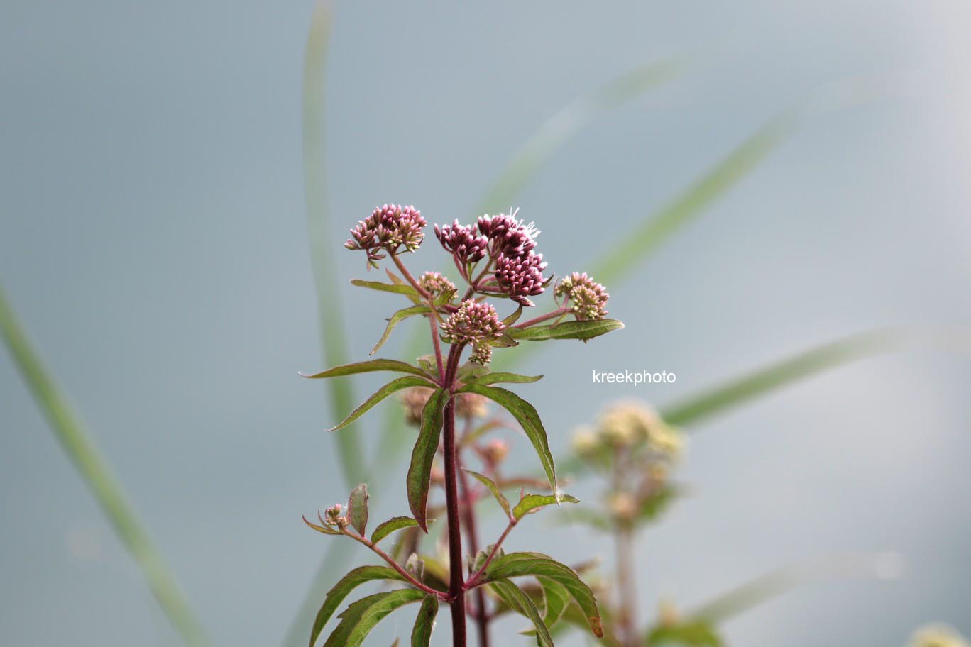 Valeriana officinalis