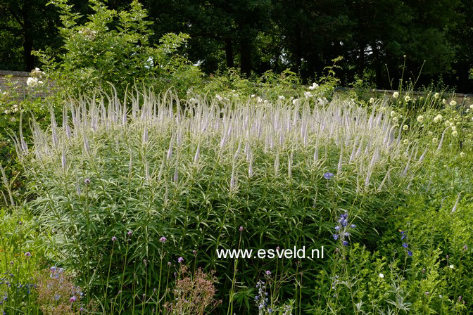 Veronicastrum virginicum 'Fascination'