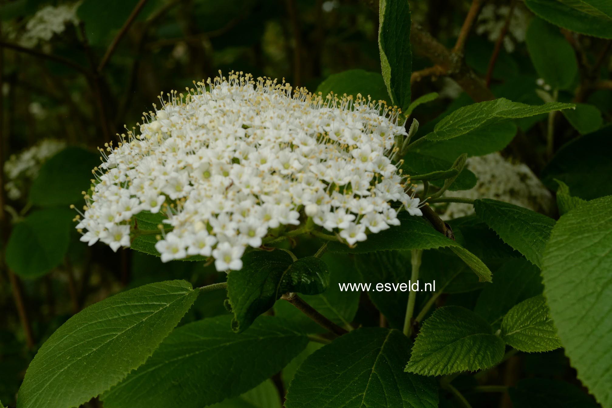 Viburnum lantana