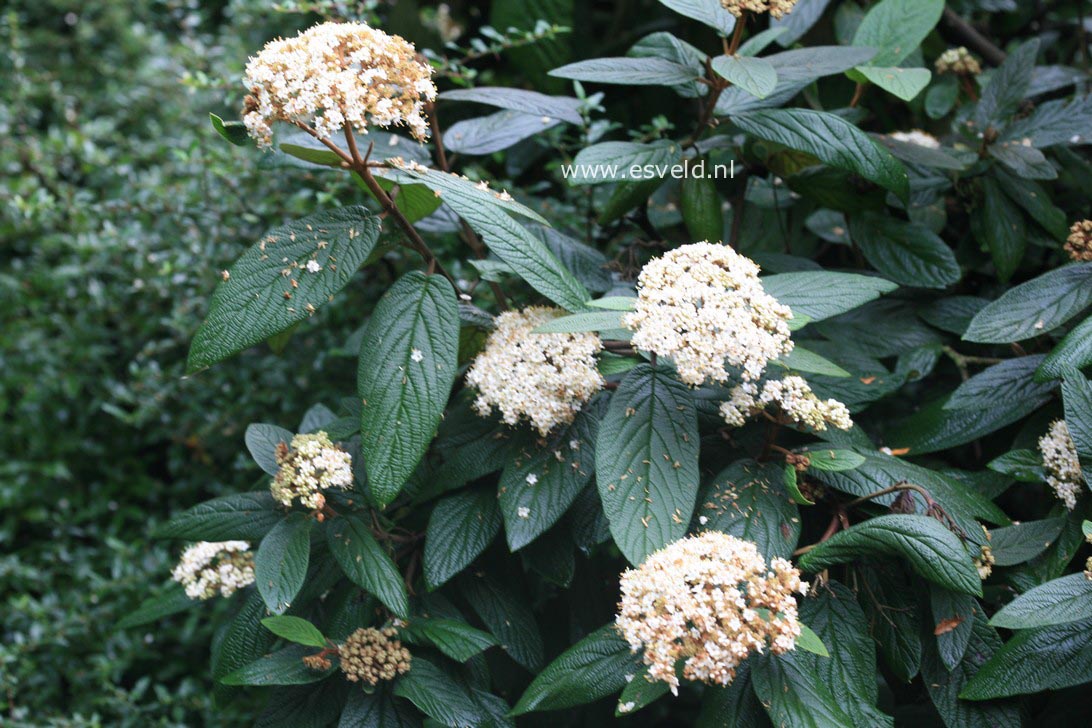 Viburnum rhytidophyllum 'Dart's Duke' (INTERDUKE)
