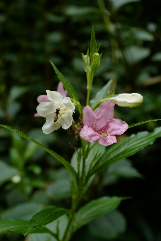 Weigela coraeensis