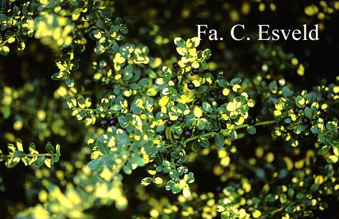 Ilex crenata 'Luteovariegata' (19020)