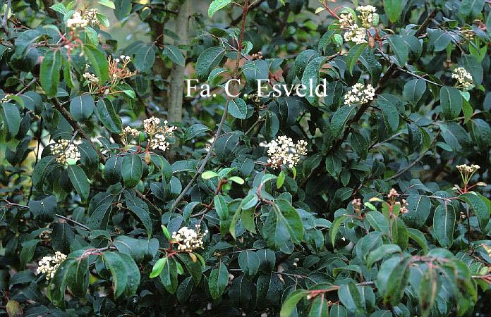 Viburnum prunifolium var. pyriformis