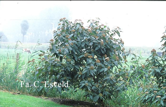 Viburnum rhytidophylloides 'Holland'