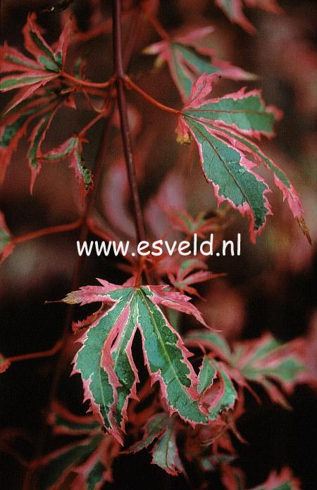 Acer palmatum 'Marlo' (19281)